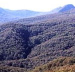 Callicoma Hill Eco-Cabins - eTourism Australia
