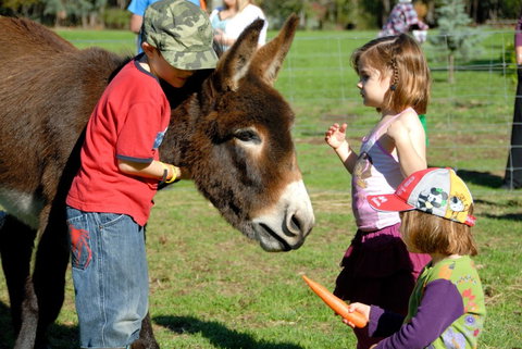 Diamond Forest Farm Stay - eTourism Australia 3