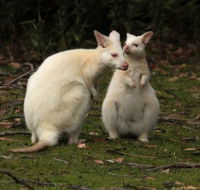 Captain Cook Holiday Park - eTourism Australia