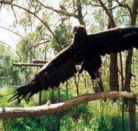 Curlew Hill Sanctuary - eTourism Australia