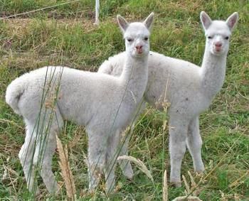 Valley Farm Vineyard Cottages - eTourism Australia 2