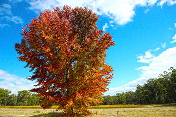 Valley Farm Vineyard Cottages - eTourism Australia 6
