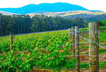Valley Farm Vineyard Cottages - eTourism Australia 10