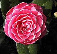 Cloverlea Gardens Bed and Breakfast - eTourism Australia