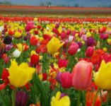 Golfview Lodge - eTourism Australia