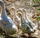 Duck Duck Goose Bed and Breakfast - eTourism Australia