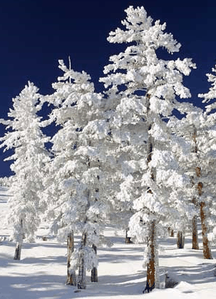 Mt Buller Apartment Management Services - eTourism Australia