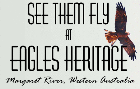 Eagles Heritage Raptor Wildlife Centre - eTourism Australia