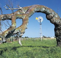 Greenough Leaning Trees - eTourism Australia