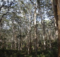 Boranup Karri Forest - eTourism Australia