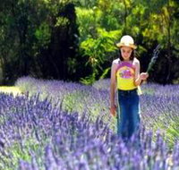 Brayfield Park Lavender Farm - eTourism Australia