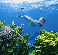 Wheeler Reef Dive Site - eTourism Australia