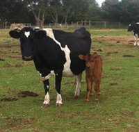 Animal Land Children's Farm - eTourism Australia