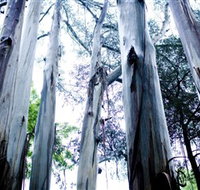 Dandenong Ranges National Park - eTourism Australia