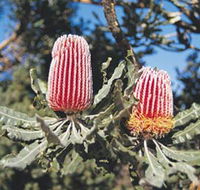 Coorow Wildflower Drive