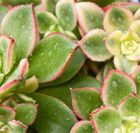 Billabong Garden Complex  Cafe - eTourism Australia