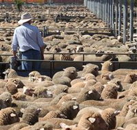 Livestock Marketing Centre - eTourism Australia