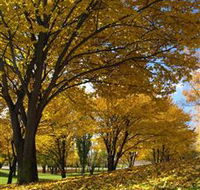 Centennial Park at Cooma