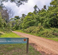 Antarctic Beech picnic area