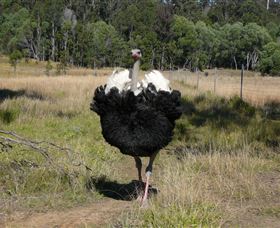 Glen Ian Ostrich And Emu Farm - eTourism Australia 1