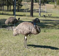 Glen Ian Ostrich and Emu Farm - eTourism Australia