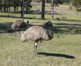 Glen Ian Ostrich And Emu Farm - eTourism Australia 0