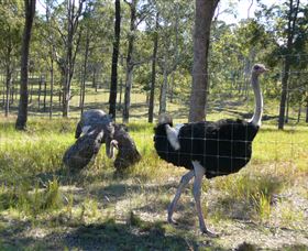 Glen Ian Ostrich And Emu Farm - eTourism Australia 2