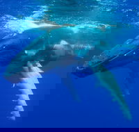 Dunsborough Whale Watching Eco Tour