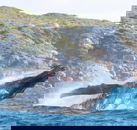 Jet Boat Whale Watching Safari from Dunsborough - eTourism Australia