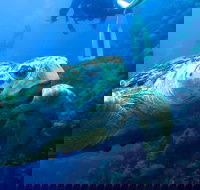 Scuba Dive the S.S. Yongala Wreck on the Great Barrier Reef. - eTourism Australia