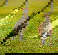 Bordertown Wildlife Park - eTourism Australia