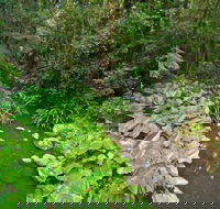 Brindle Creek Walking Track - eTourism Australia