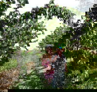 Harben Vale Pick Your Own Cherries - eTourism Australia