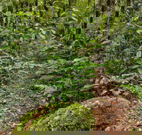 Red Cedar Loop - eTourism Australia