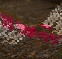 Belgrave - eTourism Australia