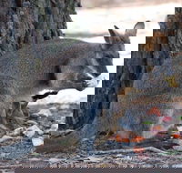 Wirrimbirra Sanctuary