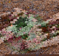 Coorow Wreath Flowers