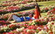 Victoria State Rose Garden At Werribee Park - thumb 1