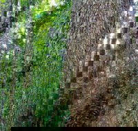 Murray Scrub walking track - eTourism Australia