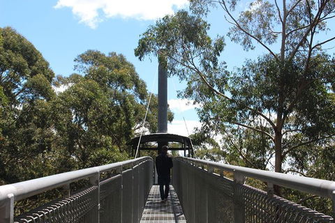Illawarra Fly Treetop Adventures Admission Including Zipline Tour - eTourism Australia 2