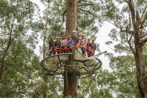 Illawarra Fly Treetop Adventures Admission Including Zipline Tour - eTourism Australia 4