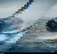 2-Hour Guided Whale Watching Tour at Noosa