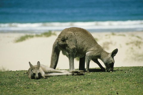 LGBT+ Friendly 12-Hour Great Ocean Road Private Tour - eTourism Australia 3