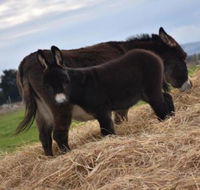 Malakai Farm Stay - eTourism Australia