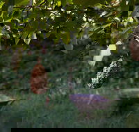 Little Wombat - eTourism Australia