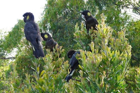 Eagles Rise Tasmania - eTourism Australia 5