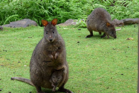 Eagles Rise Tasmania - eTourism Australia 2