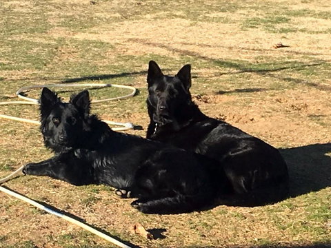 Alpine Country Motel - eTourism Australia 6