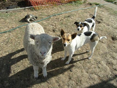 Alpine Country Motel - eTourism Australia 2