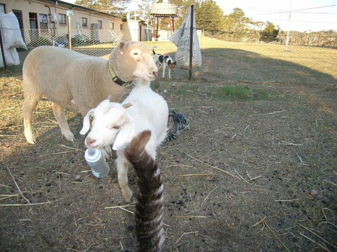 Alpine Country Motel - eTourism Australia 5